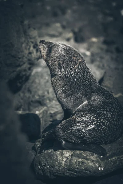 Sea Lion on a Rock, Nieuw-Zeeland — Stockfoto