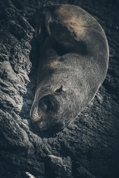 Bir kayaüzerinde Deniz Aslanı, Yeni Zelanda — Stok fotoğraf