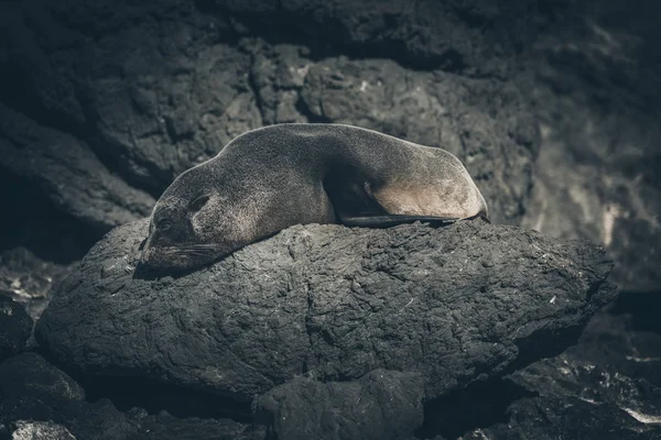 Sea Lion on a rock, new zealand — Stock Photo, Image