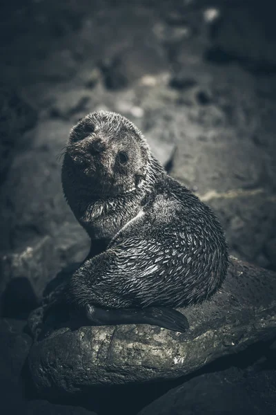 Sea Lion on a Rock, Nieuw-Zeeland — Stockfoto