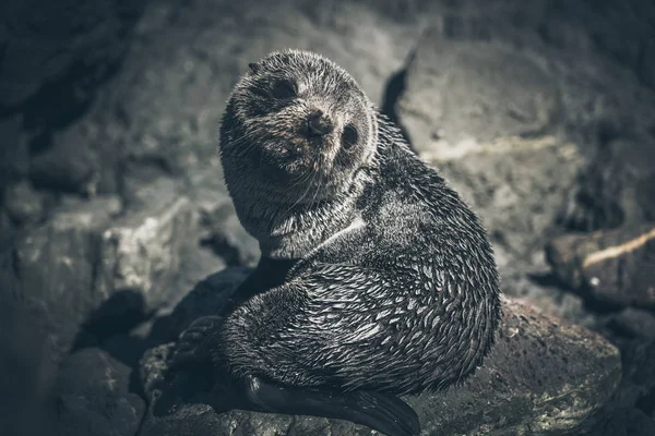 Bir kayaüzerinde Deniz Aslanı, Yeni Zelanda — Stok fotoğraf