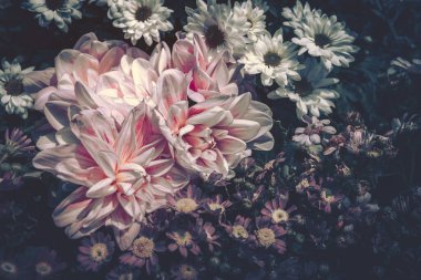 Çiçek tarlası arka planı. Klasik stil