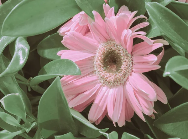 Pink Daisy Flowers Closeup Nature Background — Stock Photo, Image