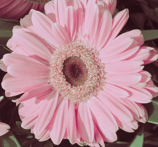 Pink Daisy Flowers Closeup Nature Background — Stock Photo, Image