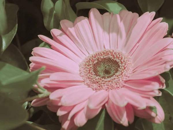 Pink Daisy Flowers Closeup Nature Background — Stock Photo, Image