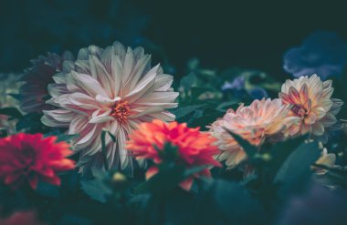 Papatya çiçeği; Doğa Arkaplanı; Eski tarz