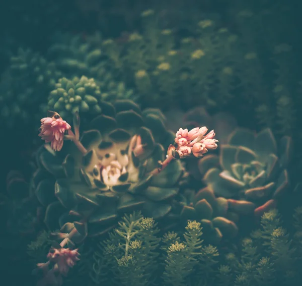 Succulent Plants Vintage Style Nature Background Texture — Stock Photo, Image