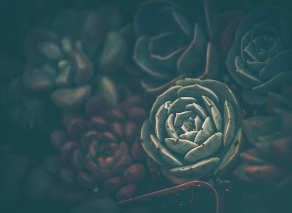 Succulent Plants Vintage Style Nature Background Texture — Stock Photo, Image