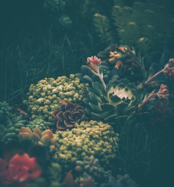 Succulent Rośliny Stylu Vintage Tło Natury Lub Tekstury — Zdjęcie stockowe