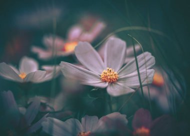 Papatya çiçeği; Doğa Arkaplanı; Eski tarz