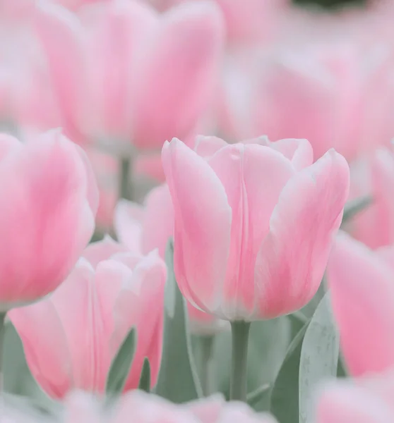 Schöne Rosa Tulpe Hintergrund Oder Textur — Stockfoto