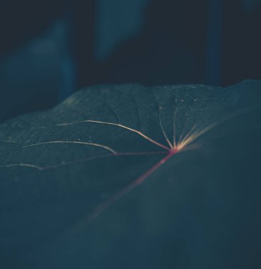 Yeşil yaprak dokusunun kapatılması; doğa arkaplanı 