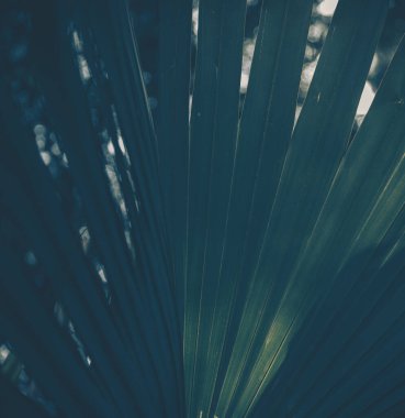 Yeşil yaprak dokusunun kapatılması; doğa arkaplanı 