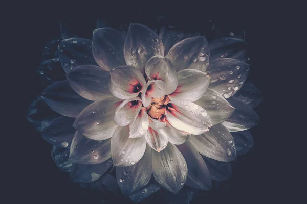 Flor Cercana Con Gota Agua Estilo Vintage Fondo Naturaleza — Foto de Stock