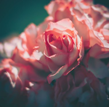 Kapatılmış Yabani Çiçek Arkaplanı; Doğa Arkaplanı; Vintage biçimi