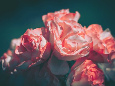 Kapatılmış Yabani Çiçek Arkaplanı; Doğa Arkaplanı; Vintage biçimi