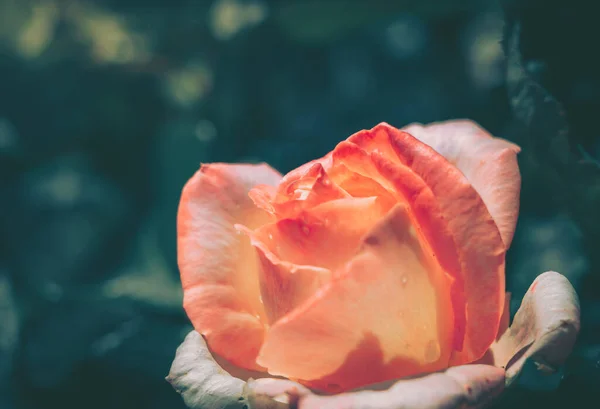 Stängt Upp Rose Flower Bakgrund Natur Bakgrund Vintage Stil — Stockfoto