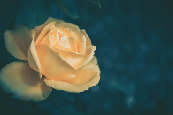 Sfondo Chiuso Fiore Rosa Sfondo Della Natura Stile Vintage — Foto Stock
