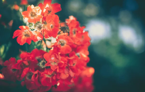 Cerrado Fondo Flores Silvestres Fondo Naturaleza Estilo Vintage — Foto de Stock