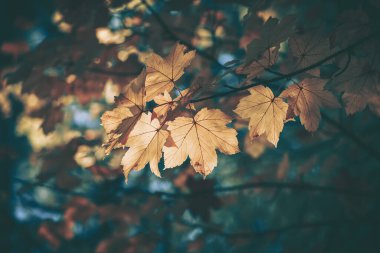 Düşen sarı yapraklı sonbahar arkaplanı; eski tarz