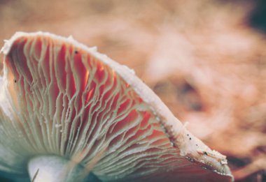 Islak ormanda yetişen yabani mantar, eski tarz.