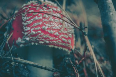 Islak ormanda yetişen yabani mantar, eski tarz.