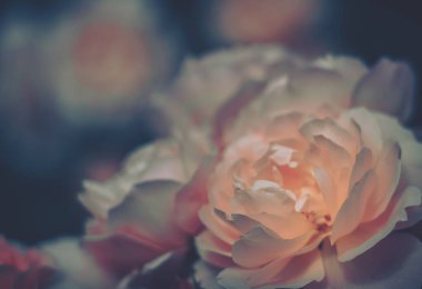 Kapalı Çiçek Arkaplanı; Doğa Arkaplanı; Vintage biçimi