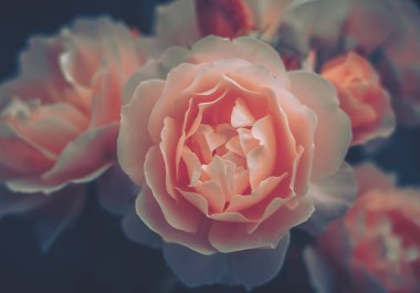 Kapalı Çiçek Arkaplanı; Doğa Arkaplanı; Vintage biçimi