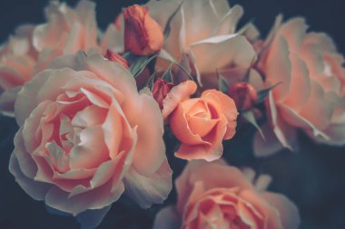 Kapalı Çiçek Arkaplanı; Doğa Arkaplanı; Vintage biçimi