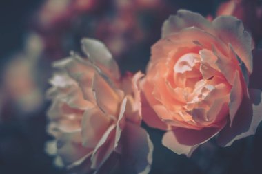 Kapalı Çiçek Arkaplanı; Doğa Arkaplanı; Vintage biçimi