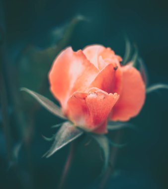 Kapatılmış Gül Çiçeği Arkaplanı; Doğa Arkaplanı; Eski Biçim