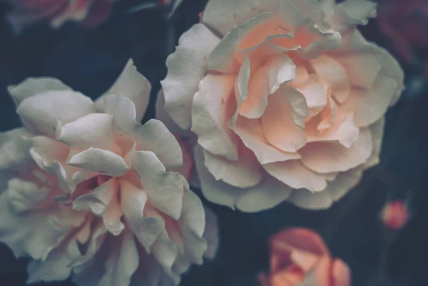 Kapalı Çiçek Arkaplanı Doğa Arkaplanı Vintage Biçimi — Stok fotoğraf