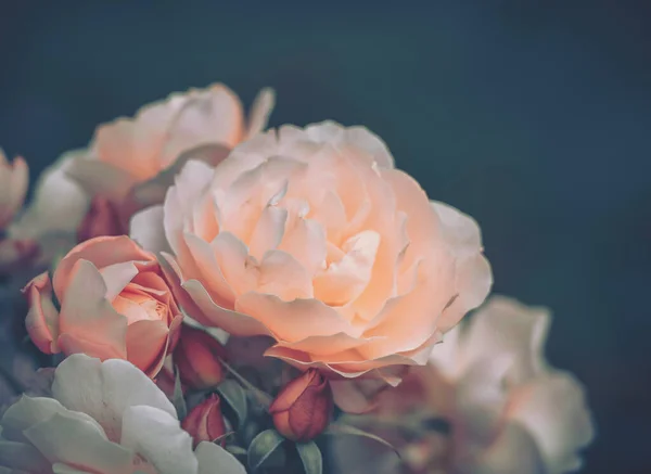 閉じた花の背景 自然背景 ヴィンテージスタイル — ストック写真