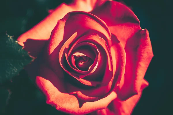 Закрытый Цветок Розы Фон Природа Фон Винтажный Стиль — стоковое фото