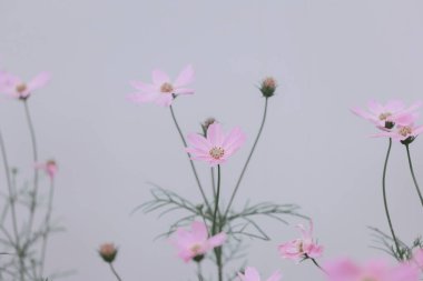 Papatya çiçeği; Doğa Arkaplanı; Eski tarz