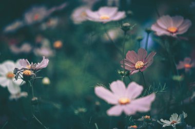 Papatya çiçeği; Doğa Arkaplanı; Eski tarz