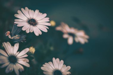 Papatya çiçeği; Doğa Arkaplanı; Eski tarz