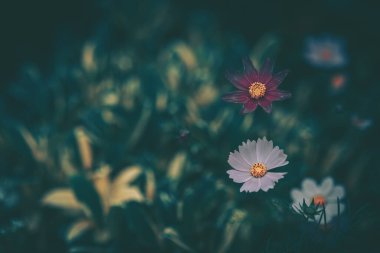 Papatya çiçeği; Doğa Arkaplanı; Eski tarz