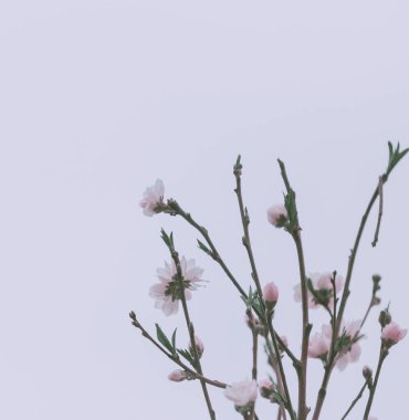 Pink Cherry blossom close up; flower background; vintage style