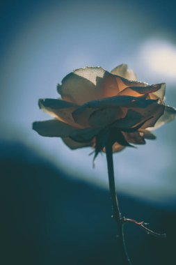 Vintage tarzında güzel gül; doğa arkaplanı