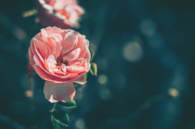 Vintage tarzında güzel gül; doğa arkaplanı