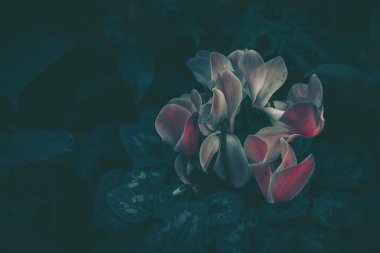 Eski tarz siklamen persicum 'u kapat