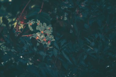 Eski tarz siklamen persicum 'u kapat