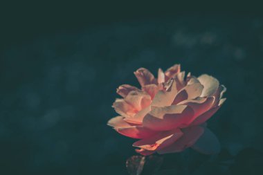 Vintage tarzında güzel gül; doğa arkaplanı