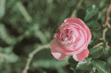 Vintage tarzında güzel gül; doğa arkaplanı