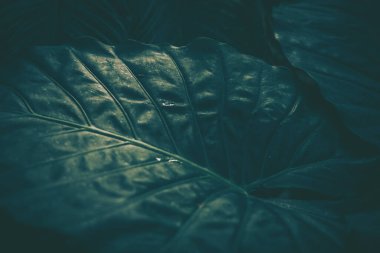 Yeşil yapraklar şablon; doğa arkaplan; klasik biçim