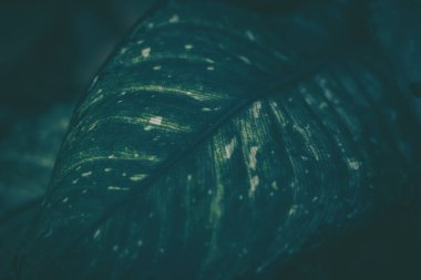 Yeşil yapraklar şablon; doğa arkaplan; klasik biçim