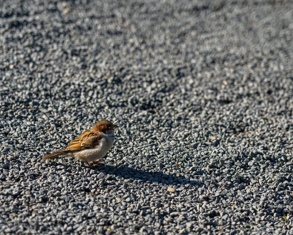 Close Sparrow Ziemi — Zdjęcie stockowe