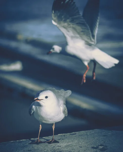 Die Nahaufnahme Von Sea Gul — Stockfoto