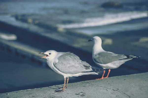 Die Nahaufnahme Von Sea Gul — Stockfoto